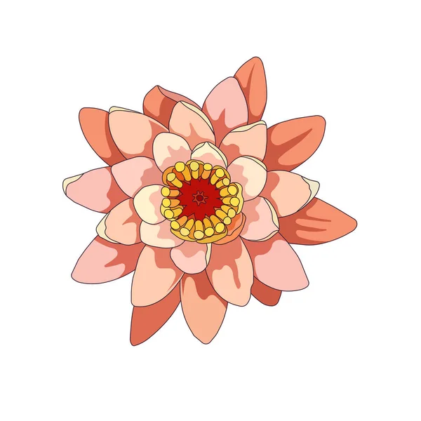 Isolated Water Lily White Isolated Background Blossoming Pink Lotus Cartoon — Image vectorielle