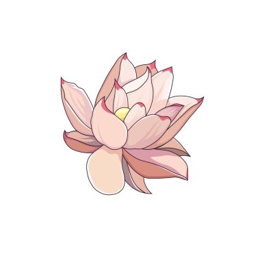 Beyaz izole edilmiş arkaplanda çiçek açan pembe nilüfer, Karikatür stilinde pembe su zambağı vektörü baskılar, desenler, çıkartmalar, kartpostallar, broşürler, sosyal medya, uygulamalar ve web siteleri için simgeler.