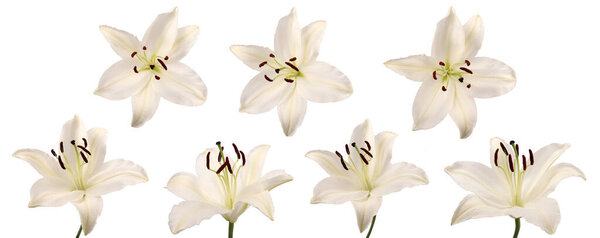 Isolated flower of the open Llium canddum (snow-white Lily) in the top view in various angles on a white background
