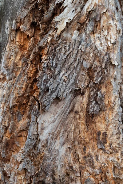 Textura Viejo Árbol Podrido Con Una Corteza Gris Núcleo Dorado — Foto de Stock