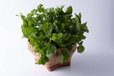 Su teresi sebzeleri beyaz arka planda bambu sepetinde