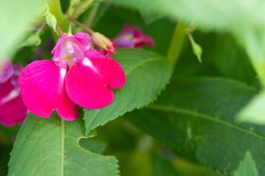 Arka plan için parlak bahçede pembe çiçekler
