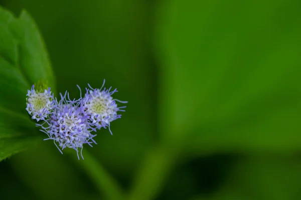 Małe Purpurowe Kwiaty Przyrodzie Zielona Kopia Przestrzeni — Zdjęcie stockowe