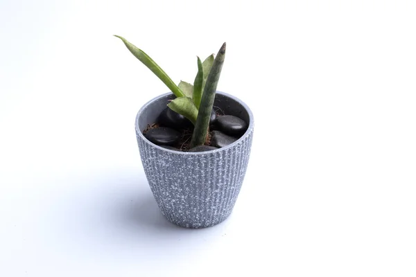 Sansevieria Cylindrica Gray Pot White Background — Stock Photo, Image