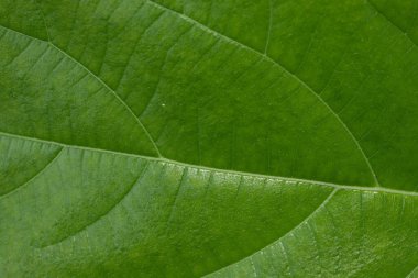 taze yeşil arkaplan resim bırakır