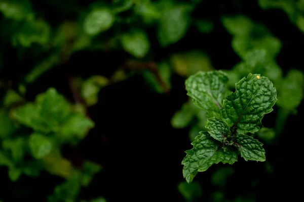 Daun Mint Taman Alam Warna Hijau Tua Background Copy Ruang — Stok Foto