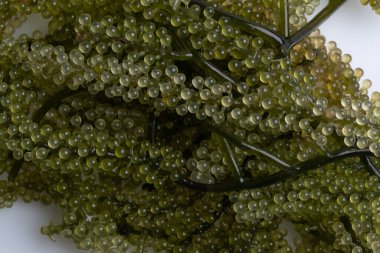 Beyaz arka planda taze yeşil üzüm yosunu.