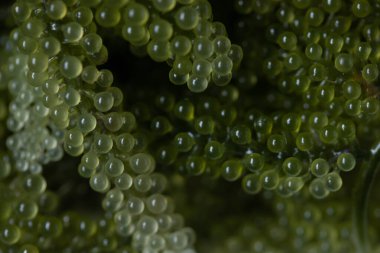 Beyaz arka planda taze yeşil üzüm yosunu.