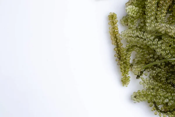 Algas Frescas Uva Verde Sobre Espacio Copia Fondo Blanco —  Fotos de Stock