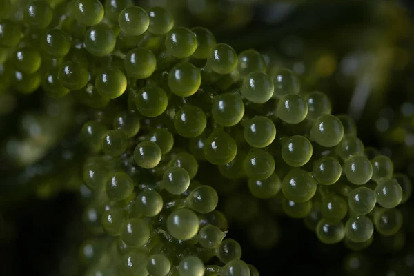 Algas Frescas Uva Verde Sobre Fondo Blanco — Foto de Stock
