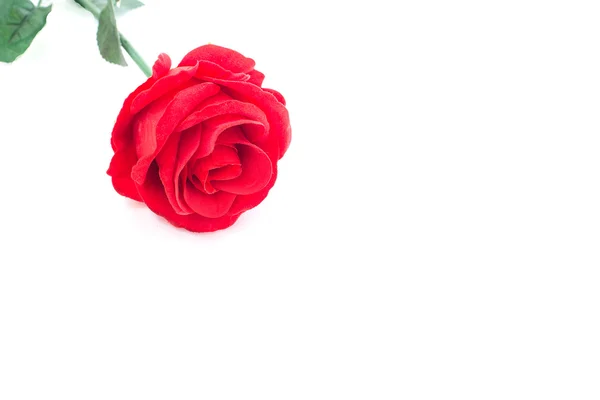 Beyaz zemin üzerine kırmızı bir gül