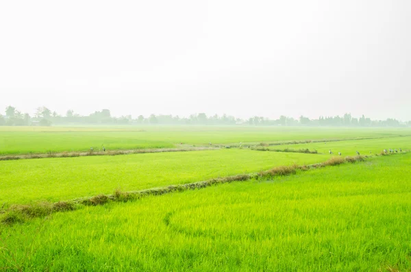 Campo verde en el fondo del campo — Foto de Stock