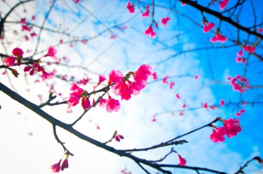 Gökyüzünde Pembe çiçek