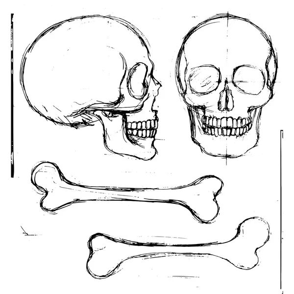 Menschlicher Schädel und Knochen — Stockvektor