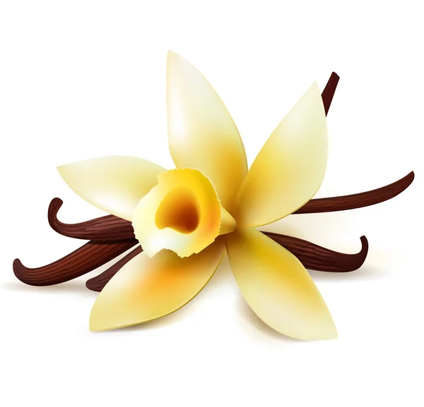 Vanilla flower and pods — Stock Vector