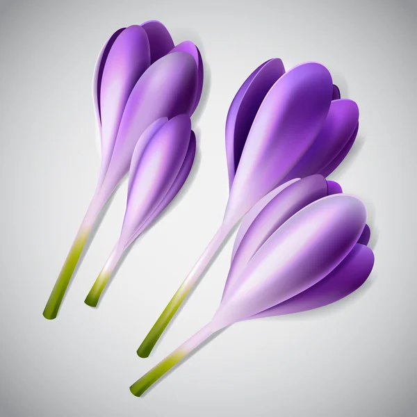 Ensemble de crocus violets réalistes — Image vectorielle