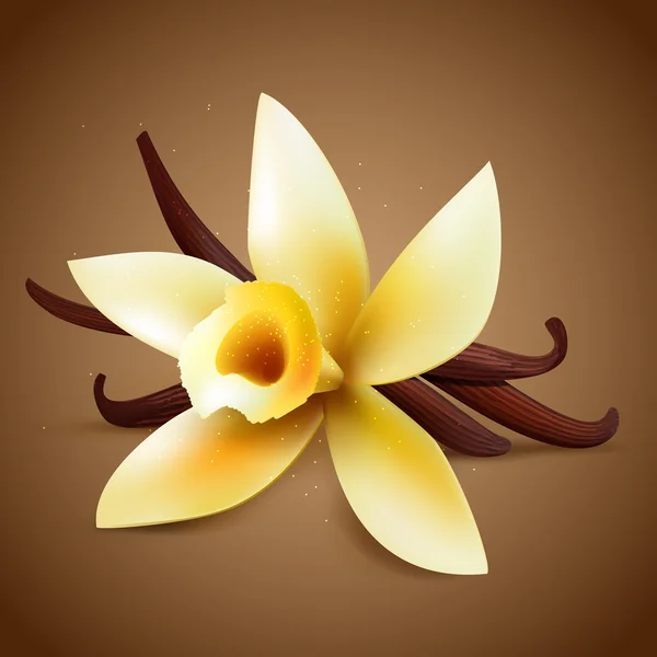 Realistiska vanilj blomma — Stock vektor