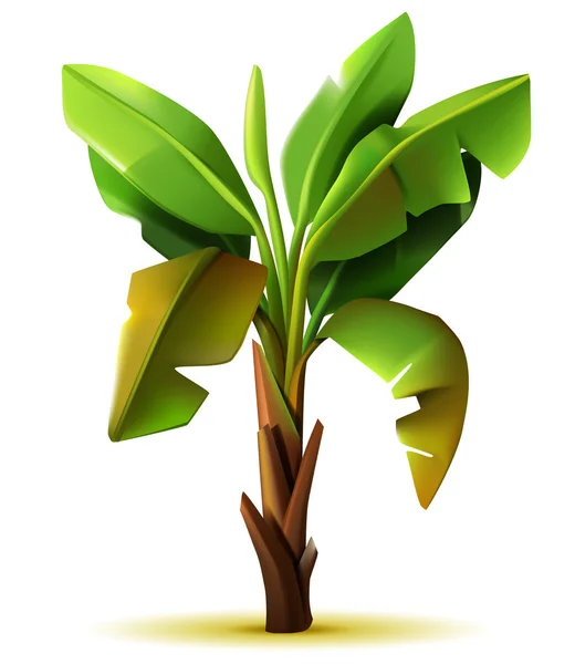 Bananenboom palm — Stockvector