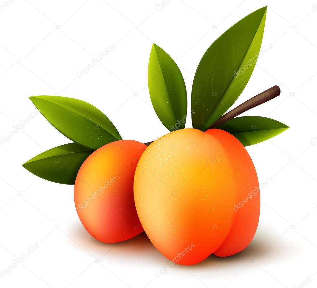 Two ripe peaches