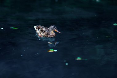 Suda yüzen bir ördek