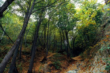Sonbahar ormanındaki patika.