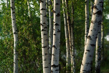 Batan güneşte huş gövdeleri