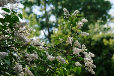Yeşil arka planda leylak çiçekleri