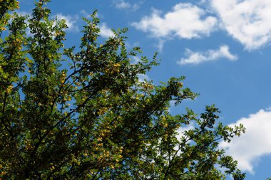 Mavi arka planda sarı çiçekli bir ağaç