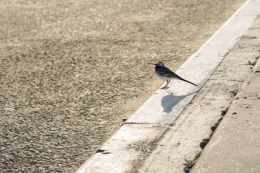 Günbatımında kaldırımda bir kuş