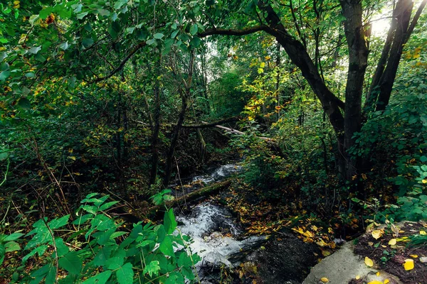 Cascada Bosque Verano —  Fotos de Stock