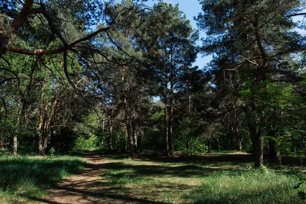 Claro Con Caminos Bosque —  Fotos de Stock