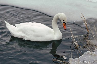 Su ve karın arka planında kuğu