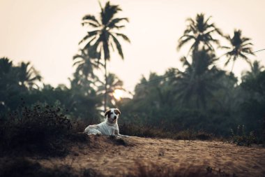 Yağmur ormanının arka planında bir köpek