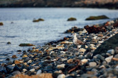 Kayalık bir sahilde oturan bir martı.