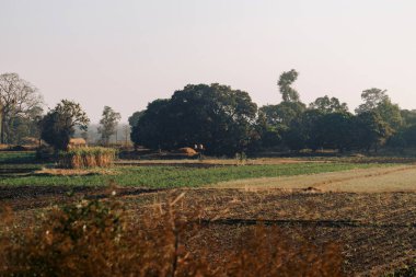 Sabahları tarlalar ve ağaçlar