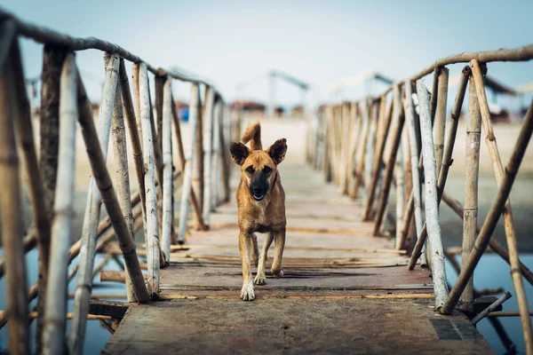 Sahildeki ahşap köprüdeki köpek.