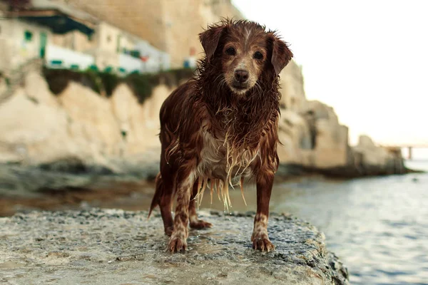 Kayalık bir sahilde ıslak bir köpek.