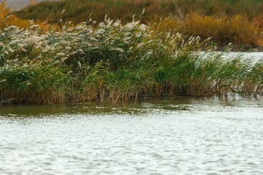 Nehir kenarındaki yeşil çimenler
