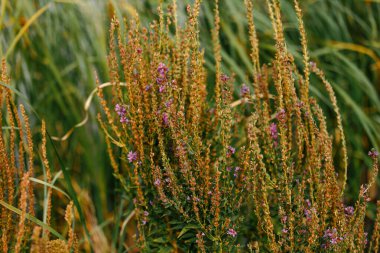 Sarı ve yeşil çimenler ve mor çiçekler.