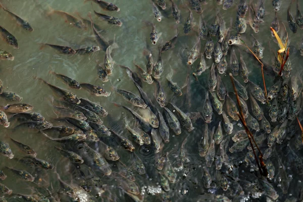 Beaucoup Petits Poissons Dans Étang — Photo