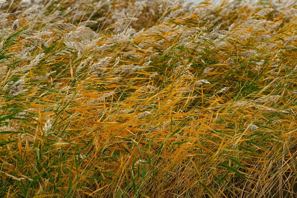 Gelbes Und Grünes Gras Fluss — Stockfoto