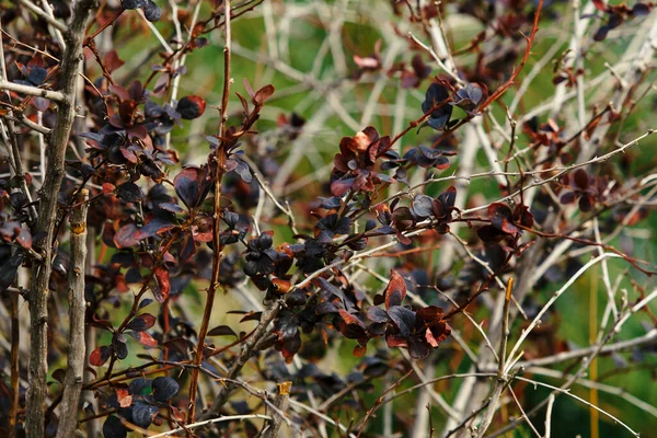 Kırmızı yapraklı Bush.