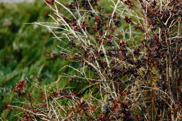 Krzew Czerwonymi Liśćmi Tle Zielonej Trawy — Zdjęcie stockowe