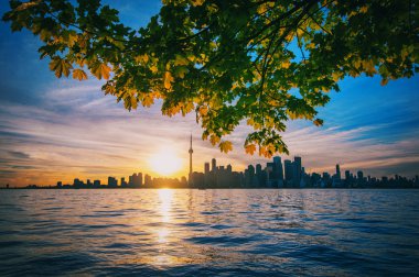 Toronto manzarası ile akçaağaç dalları