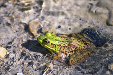 Kuzey yeşil kurbağa - Lithobates clamitans