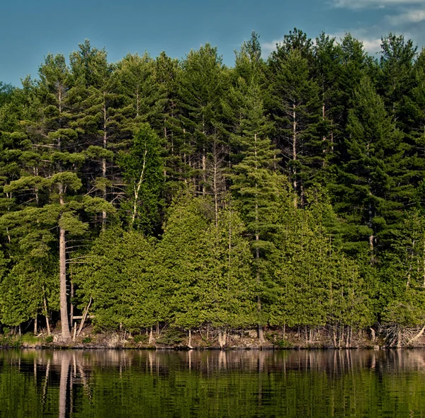 Bela floresta refletindo na costa calma do lago — Fotografia de Stock