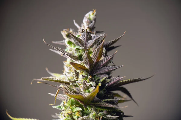 Detalj Cannabis Blomma Med Synliga Trichomes Och Redo För Skörd — Stockfoto