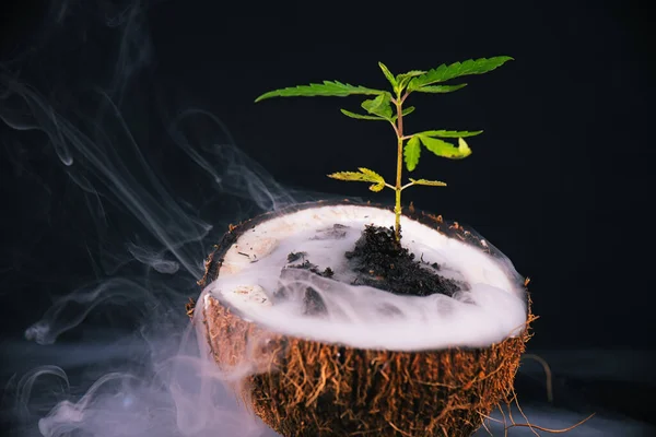生长在带有烟圈的椰壳中的小大麻植物 免版税图库照片