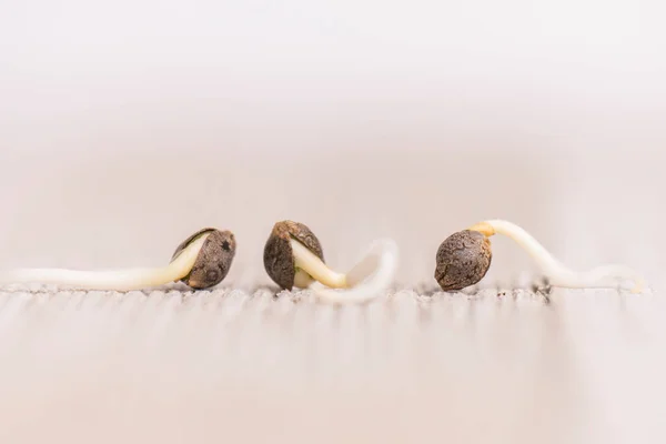 Macro Détail Graines Chanvre Cannabis Prêtes Pour Germination Sur Fond Images De Stock Libres De Droits