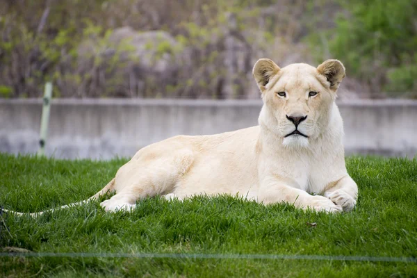 Biała lwica w toronto zoo — Zdjęcie stockowe